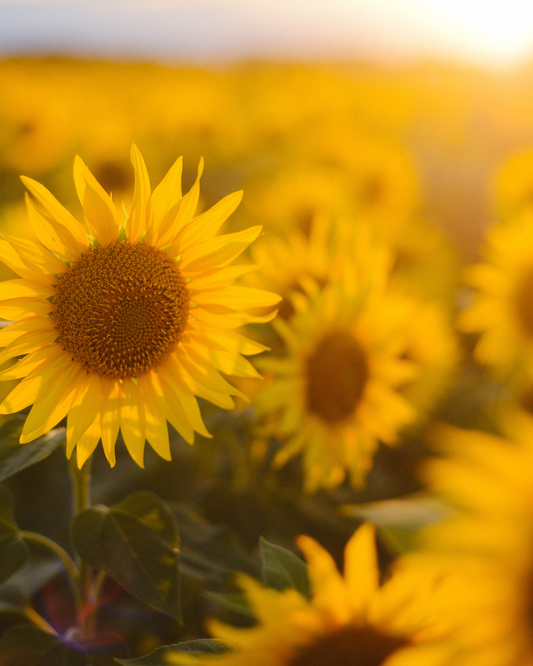 2026 - Sunflowers & Sunshine Smiles