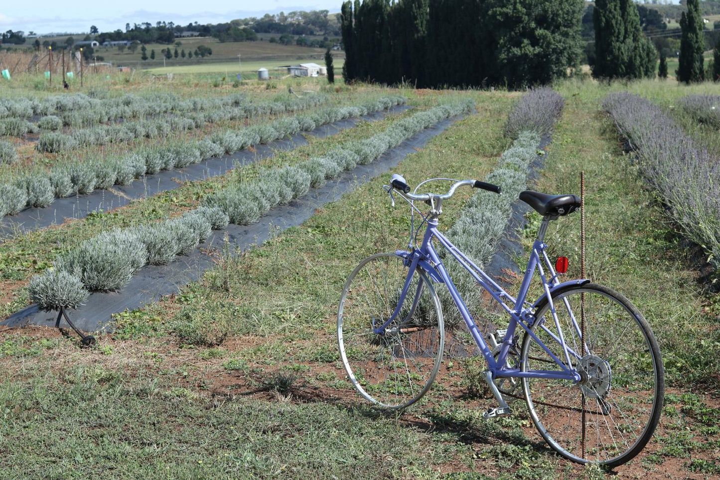 Private Tours at White Rock Lavender Estate- 2025