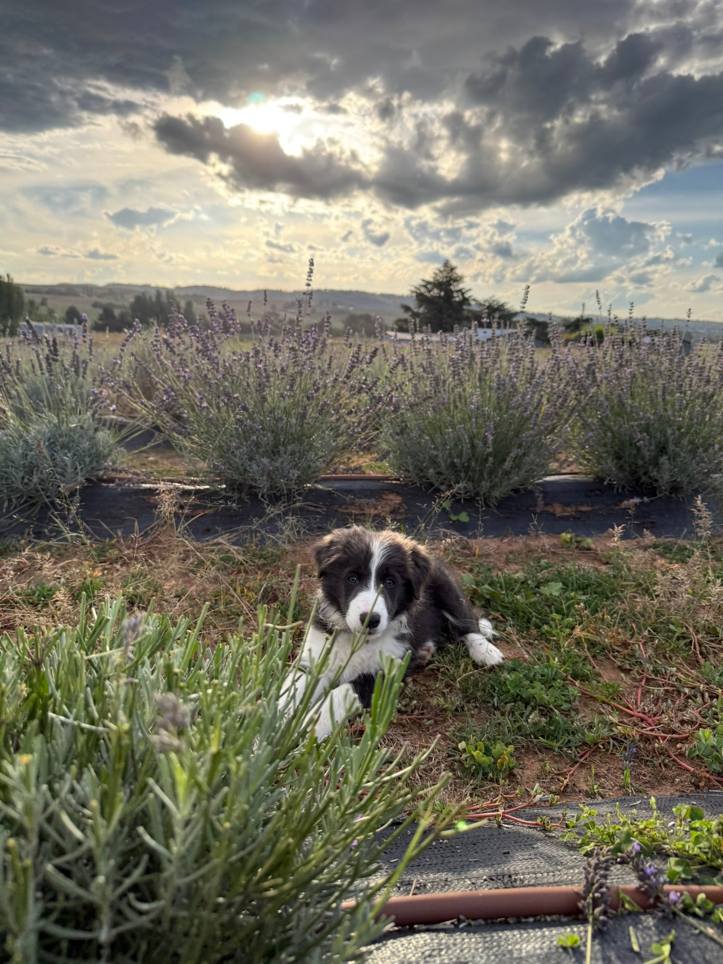 Private Tours at White Rock Lavender Estate- 2025