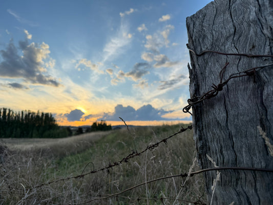 Private Tours at White Rock Lavender Estate- 2025