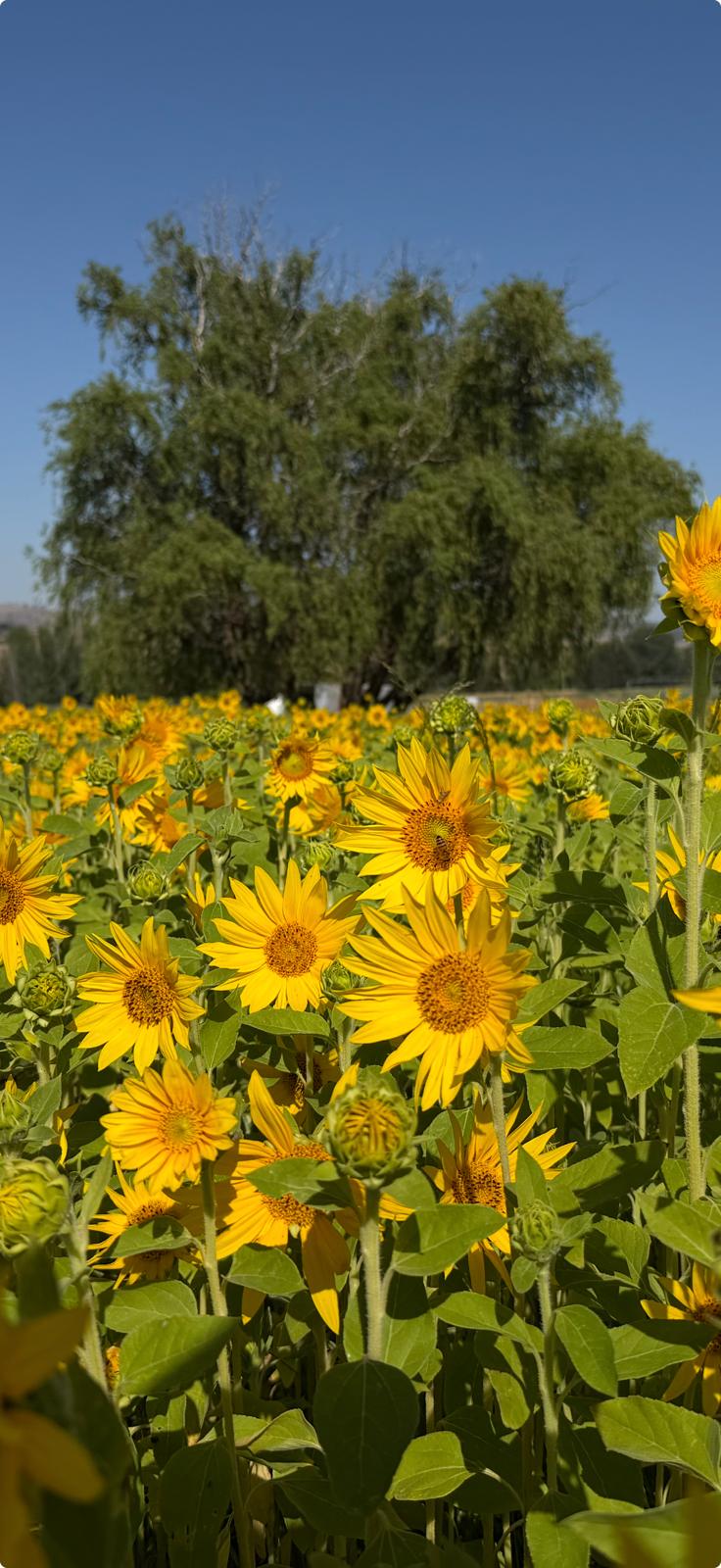 Pick Your Own: Valentine’s Sunflowers