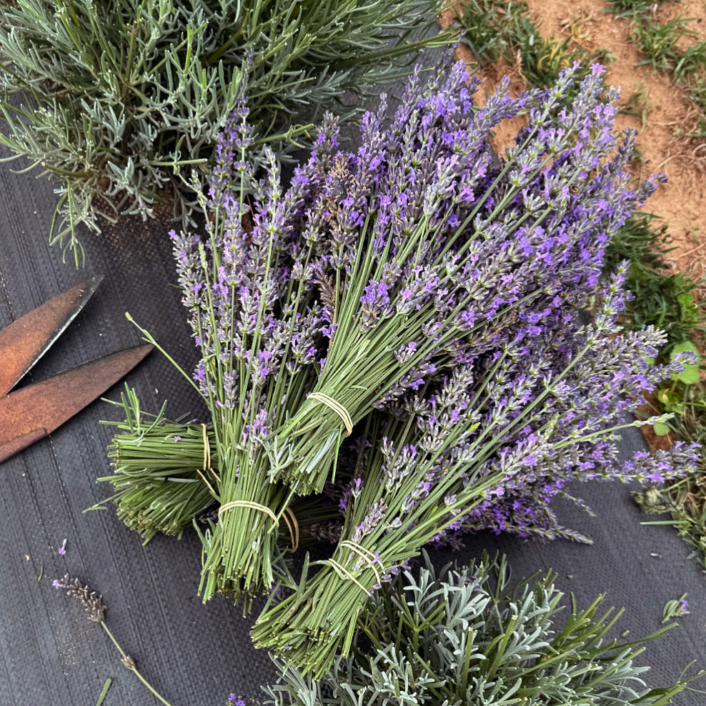 Private Engagements & Proposals at White Rock Lavender Estate