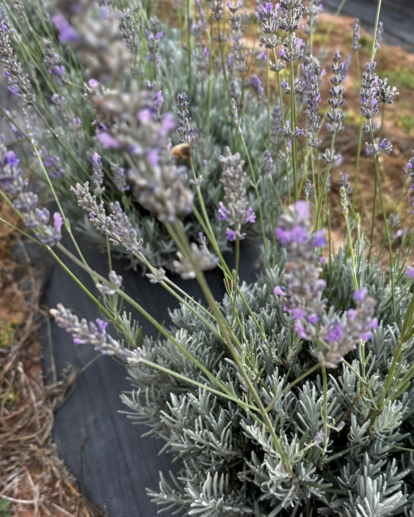 Lavender plants with a bee on a black tarp