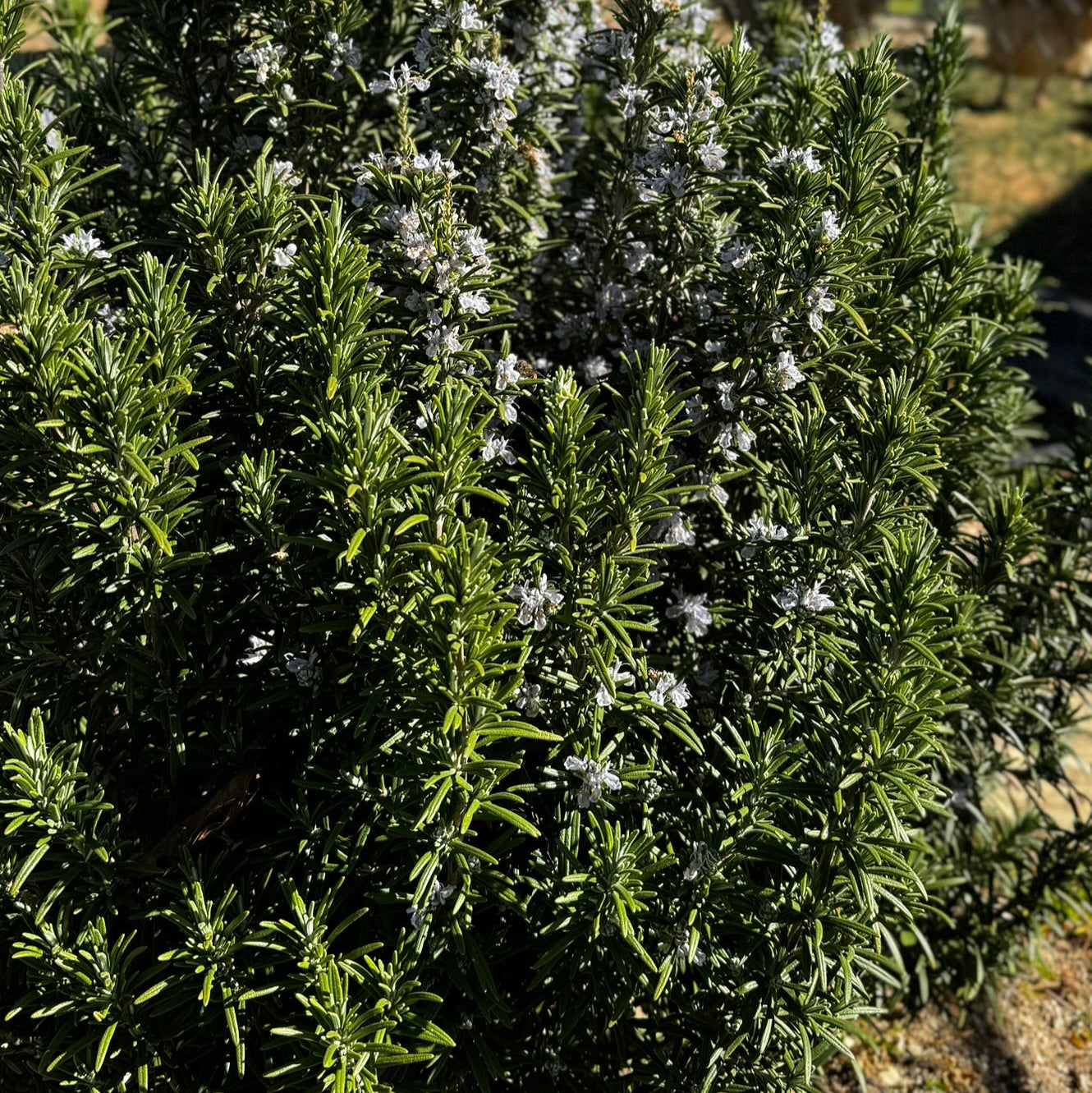 Private Engagements & Proposals at White Rock Lavender Estate