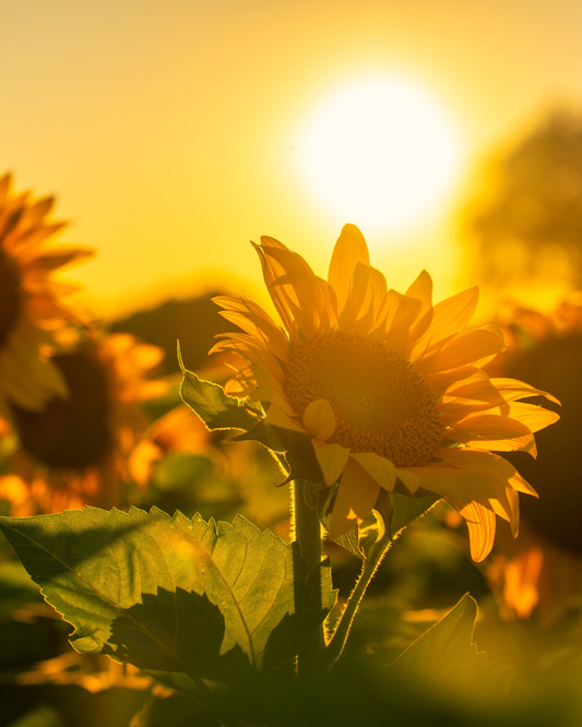 Breathe & Bloom: Sunrise Outdoor Yoga & Meditation Experience