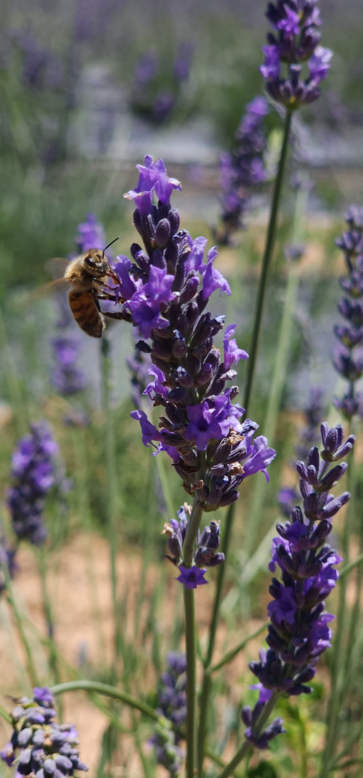 Private Engagements & Proposals at White Rock Lavender Estate