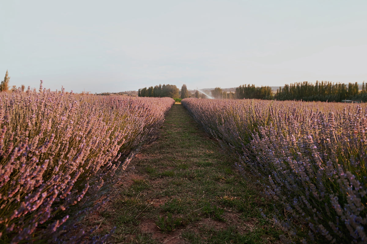 Season 2- Lavender Farm Visit - Adult
