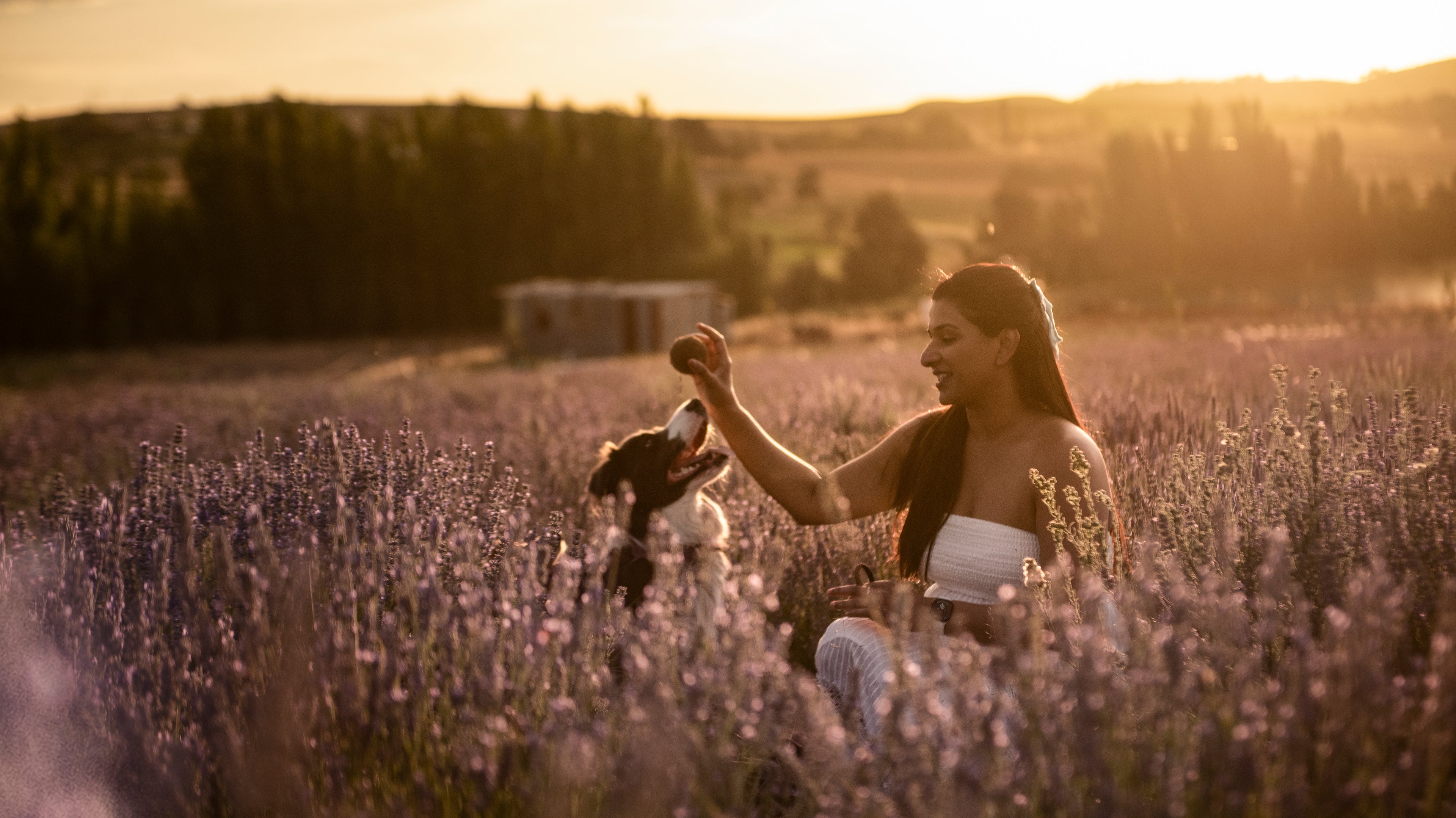 Woman holding a ball in a lavender field at sunset with her border collie