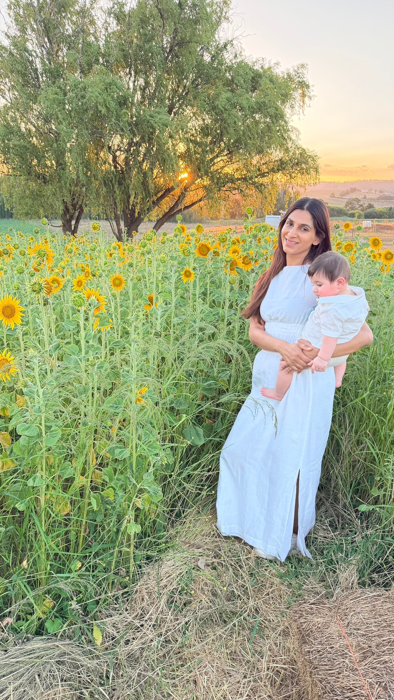 Pick Your Own: Valentine’s Sunflowers