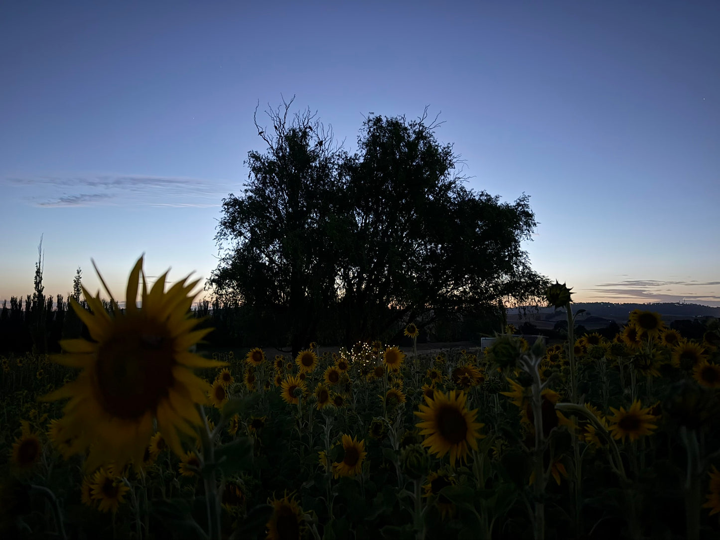 Pick Your Own: Valentine’s Sunflowers