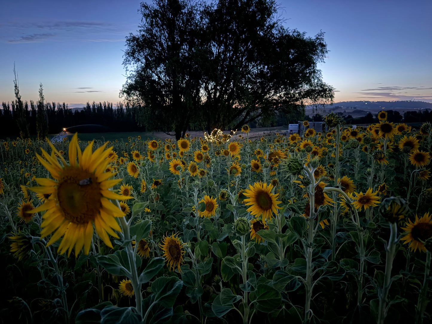 Pick Your Own: Valentine’s Sunflowers