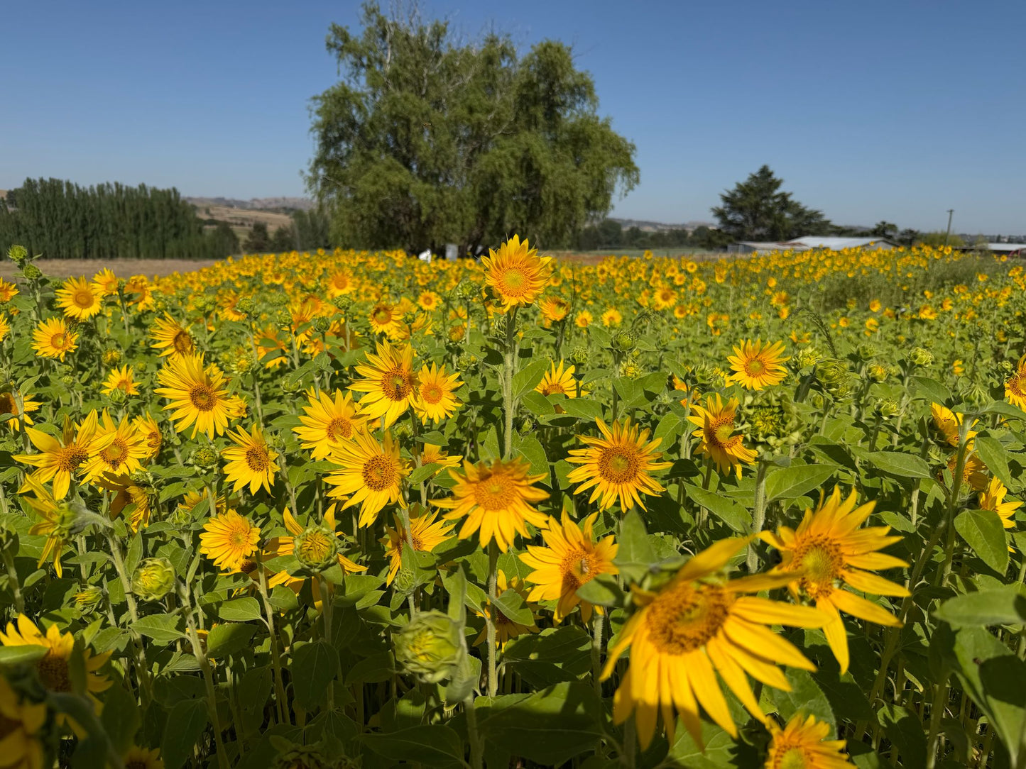 Pick Your Own: Valentine’s Sunflowers