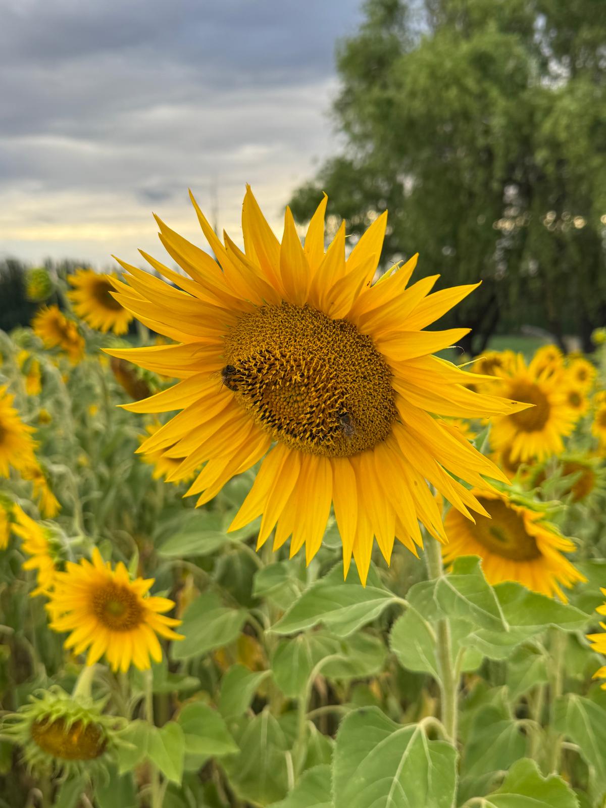Pick Your Own: Valentine’s Sunflowers