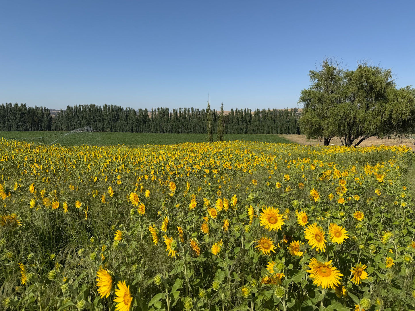 Pick Your Own: Valentine’s Sunflowers