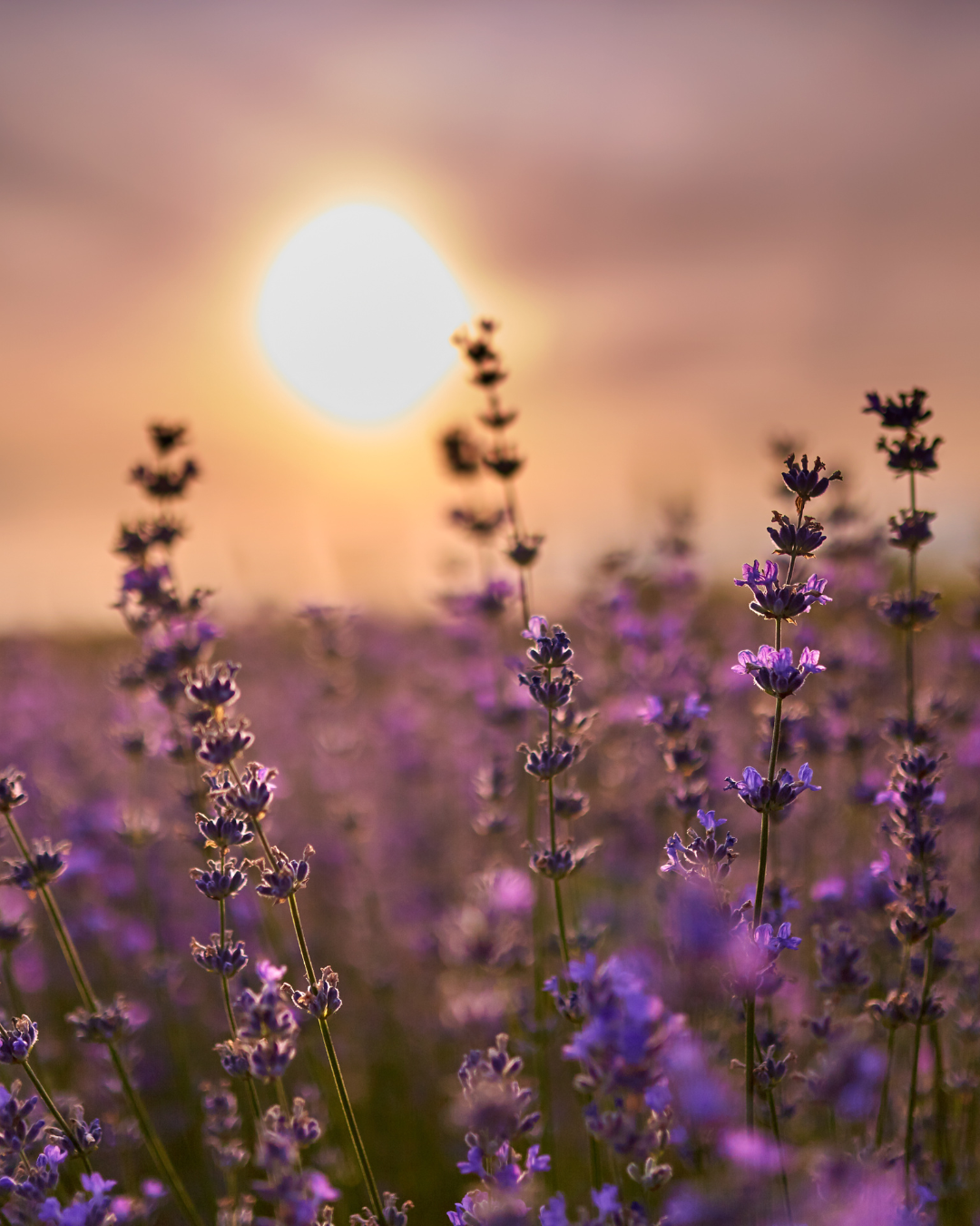 Meet Me in The Lavender: Sunrise Outdoor Yoga & Meditation Experience