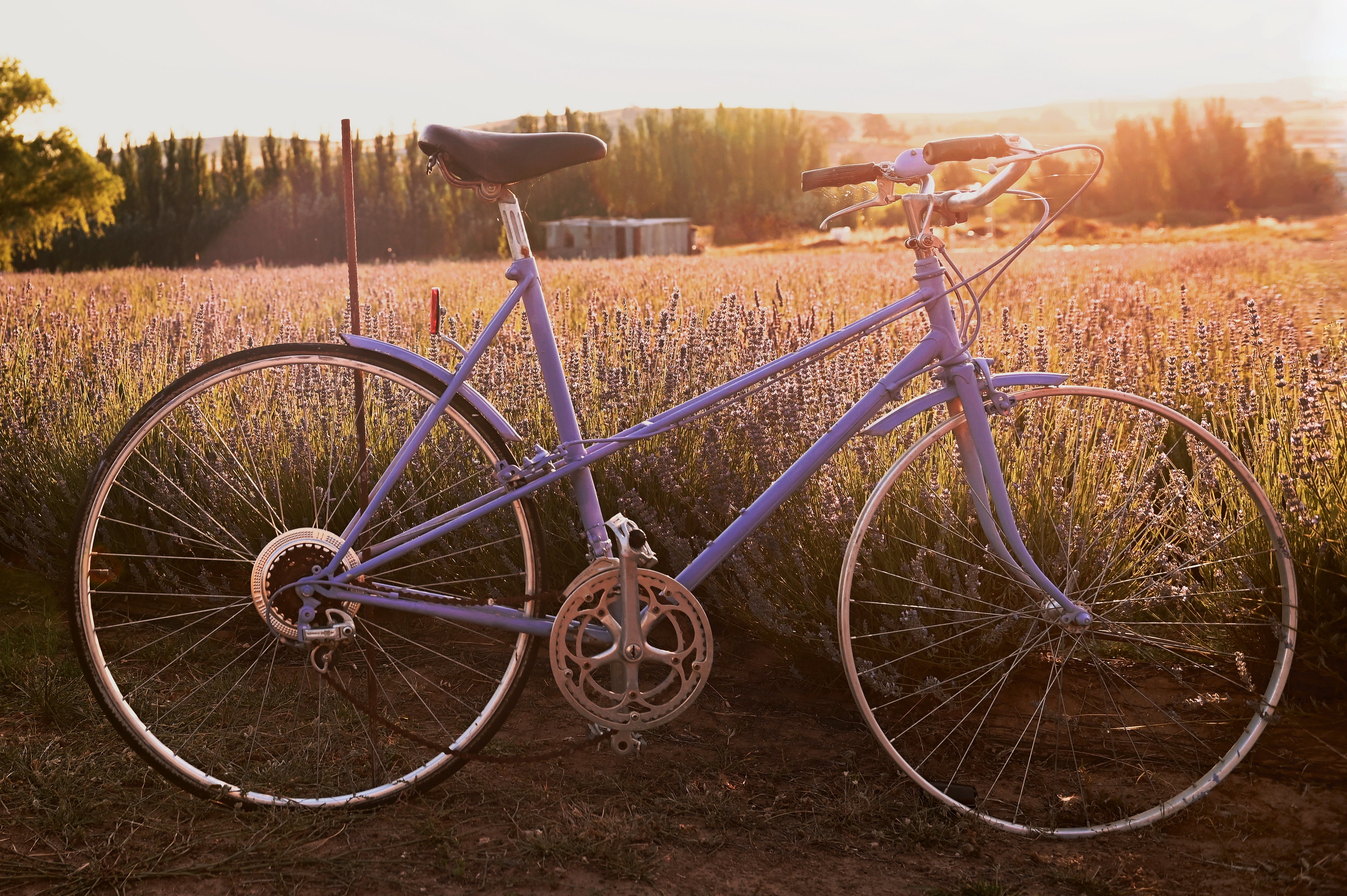 Purple bicycle in a field of lavender with a sunset in the background